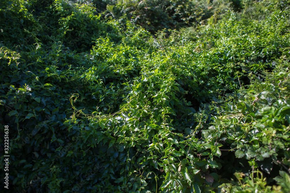 Background from green thickets of ivy and other plants in the tropics or jungle Background from green thickets of ivy and other plants in the tropics or jungle