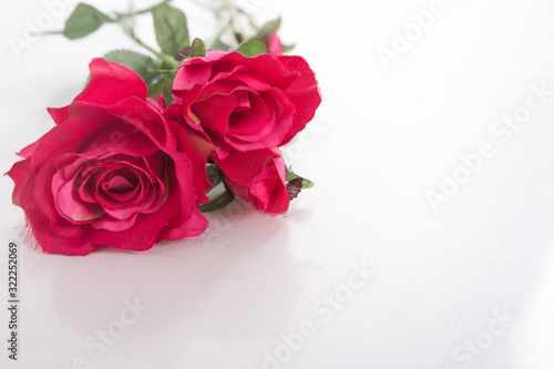 bouquet of red roses on white background. flower close-up. concept of international women s day  spring  March 8