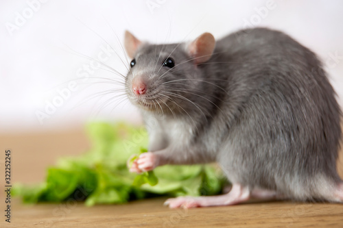A fluffy gray mouse looks at the camera and eats a green leaf of lettuce