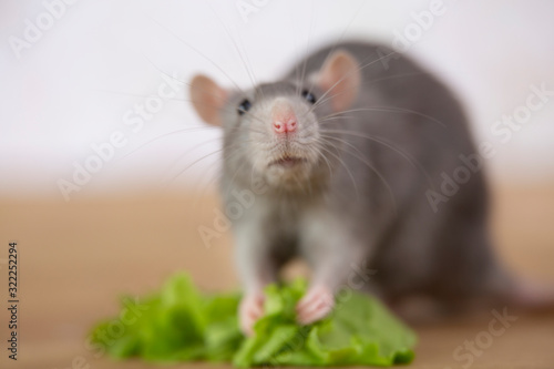 A fluffy gray mouse looks at the camera and eats a green leaf of lettuce