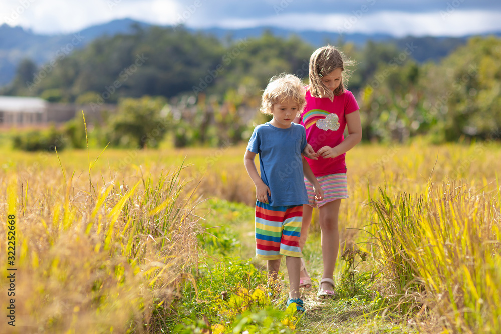 Fototapeta premium Kids visit rice plantation in Asia. Paddy field.