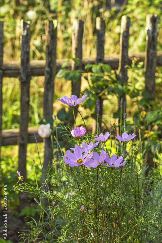 Delicate Pink Cosmea Flowers In Sunlight Delicate Pink Cosmea Flowers In Sunlight