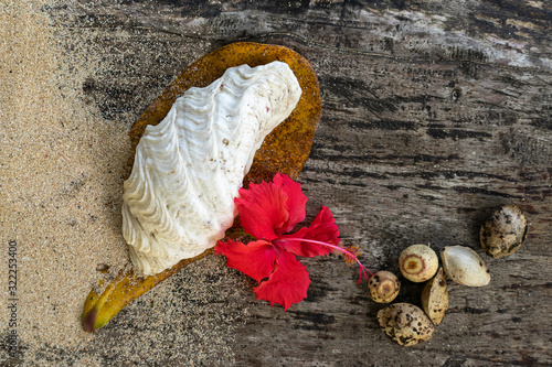 Arrangement of the flower  sea shell and some tropical seeds.View from above.