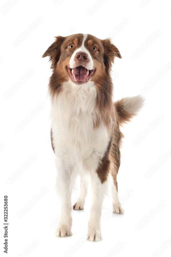 australian shepherd dog