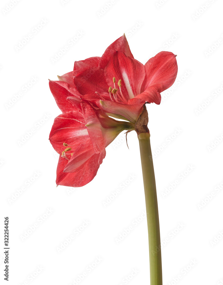 Amaryllis (Hippeastrum) Galaxy Group Amaryllis (Hippeastrum) Galaxy Group