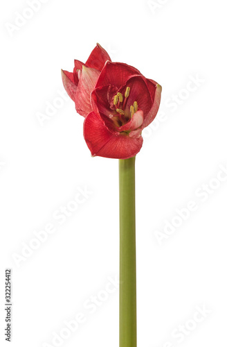 Amaryllis  Hippeastrum    Galaxy Group  Milady  on a white background isolated.