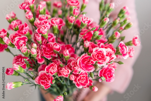 Petals of pink spray carnation in woman hand. Unusual flowers dianthus . Spring flower pattern