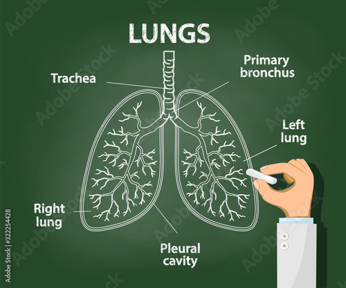 Doctor draws with chalk the anatomy of human lungs