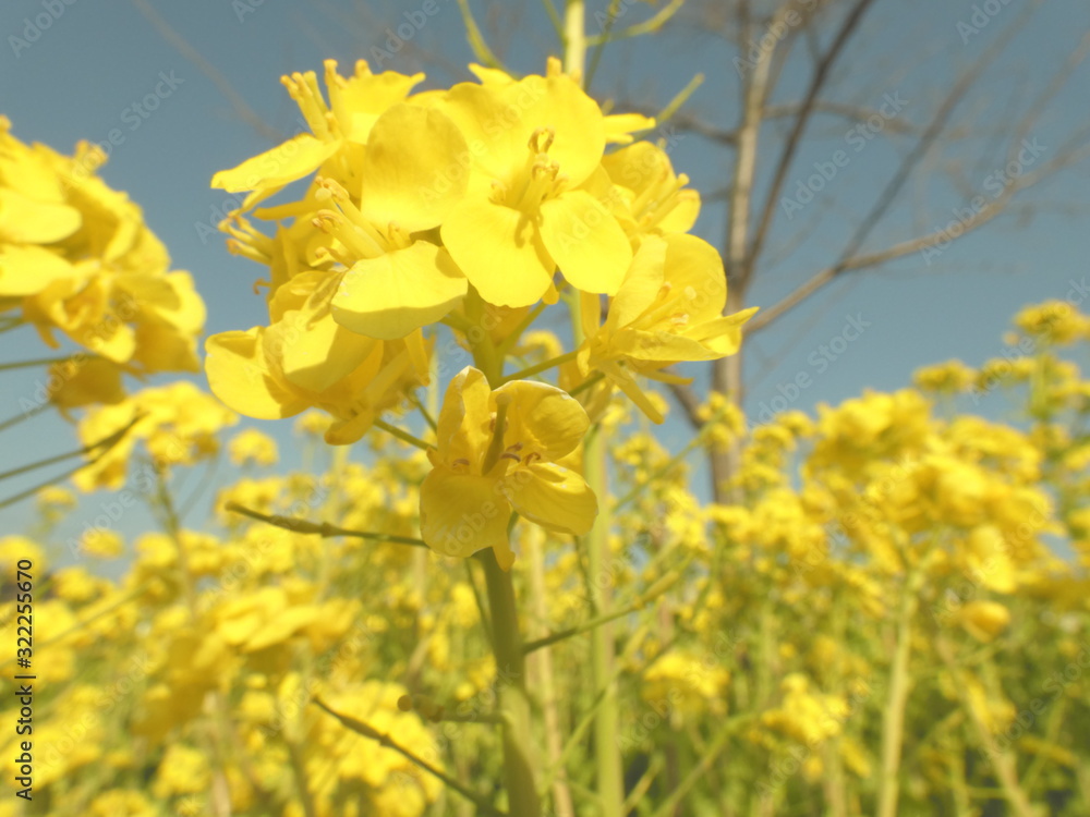 Fototapeta premium 菜の花