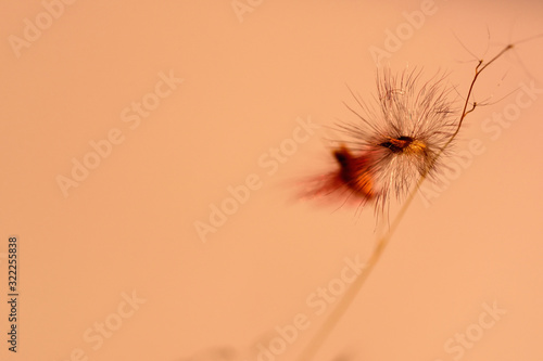 Closeup beautiful dandelion grass flower isolated background