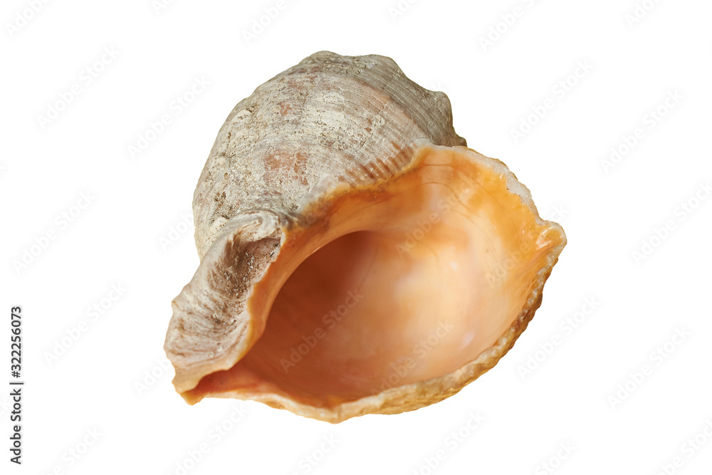 Spiral empty aged seashell isolated on white background without shadow Spiral empty aged seashell isolated on white background without shadow