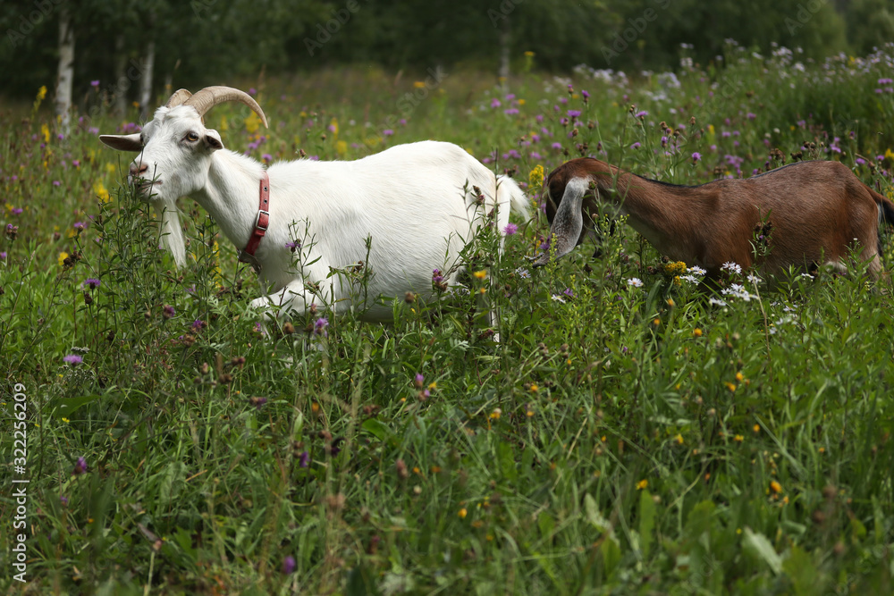 Fototapeta premium A white goat with horns and a Nubian brown goat walk in a flowering summer meadow