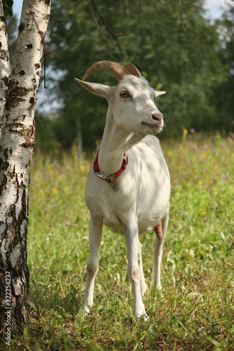 White goat in a red collar next to a birch in sunny weather in summer blurred bokeh background