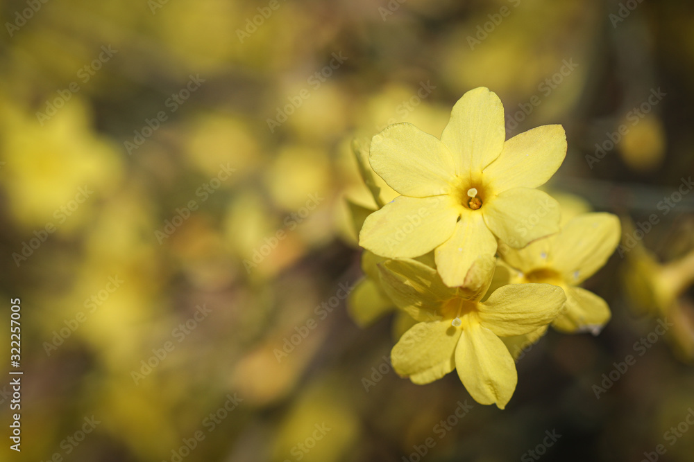 Obraz premium Frühling