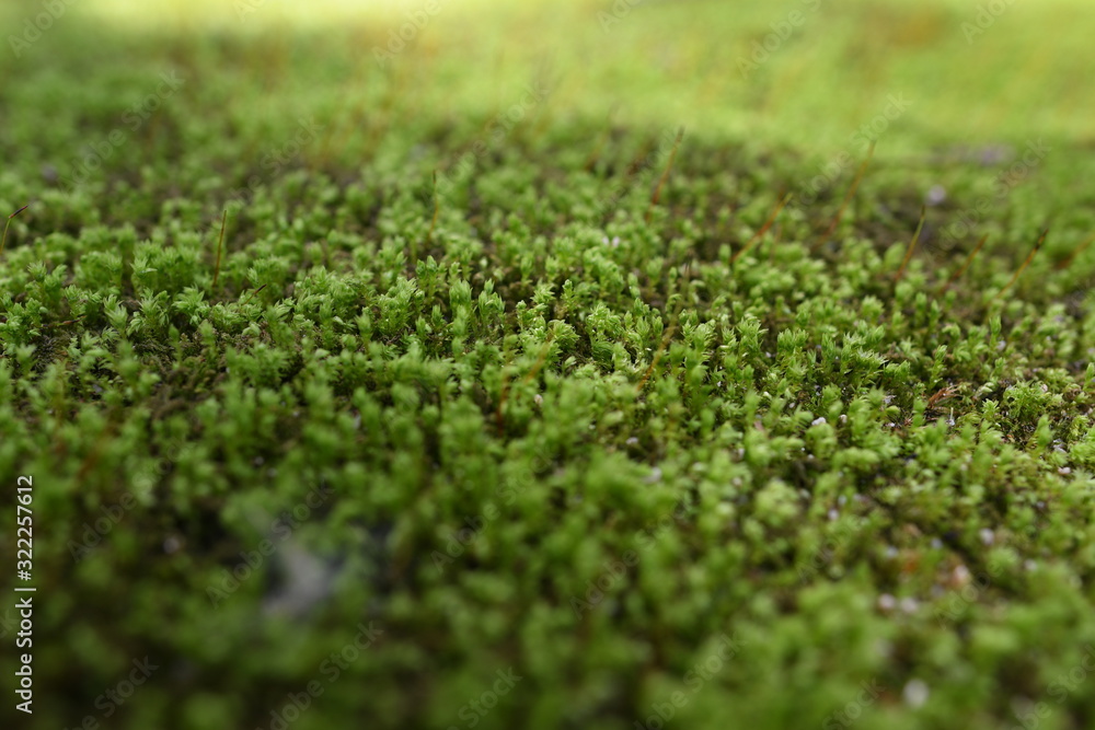 Naklejka premium moss on green grass background