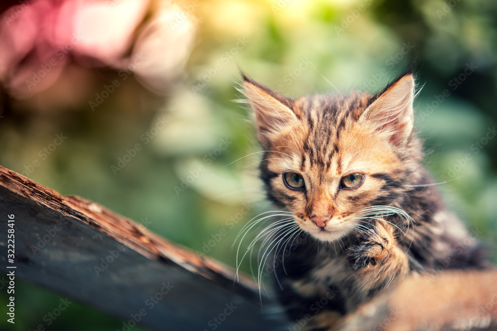 Cute little kitten sitting in the yard in summer