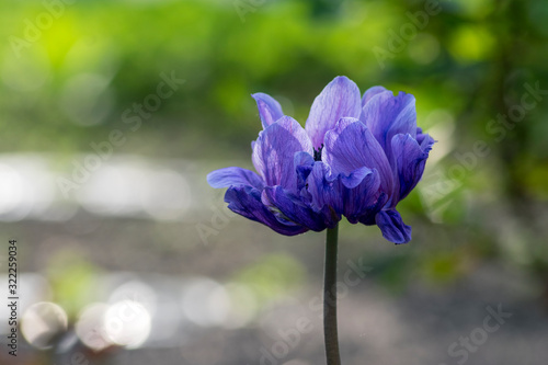 Beautiful violet blue black ornamental anemone coronaria de caen in bloom, brigh Fotobehang