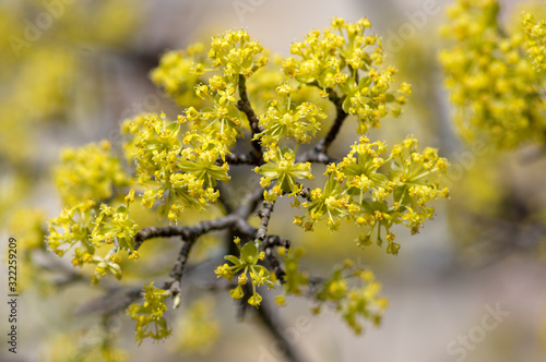Cornus mas european tree branches during early springtime in bloom, Cornelian cherry dogwood flowering with bright yellow flower photo