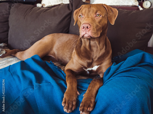 Lovable, pretty puppy of chocolate color. Close-up, indoor. Day light. Concept of care, education, obedience training, raising pets