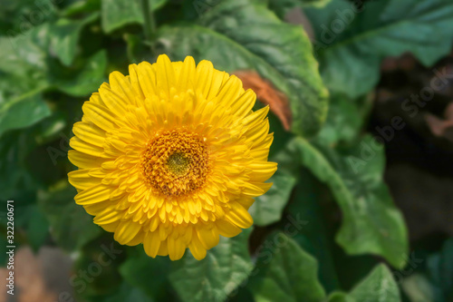 Yellow gebera  african daisy  on black background