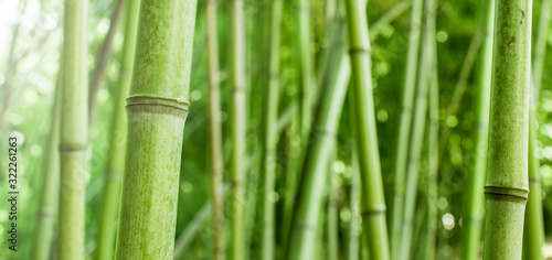 Thicket of bamboo