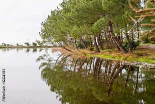 Sanguinet wild beach wood pine in Lake Biscarrosse landes France photo