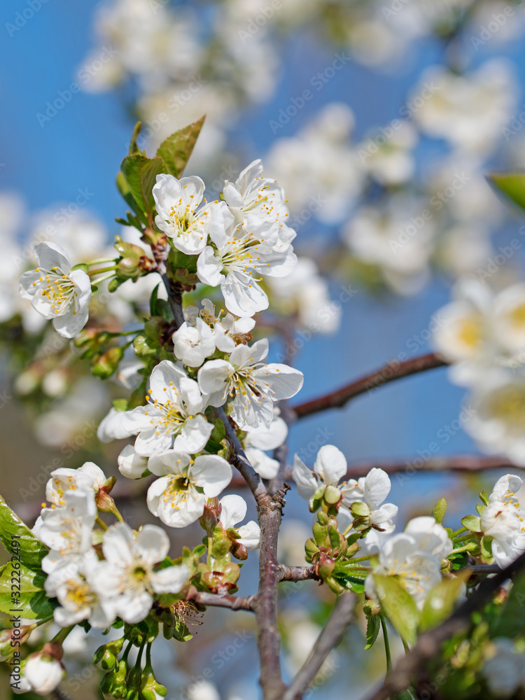 Blühende Sauerkirsche, Prunus cerasus, im Frühling