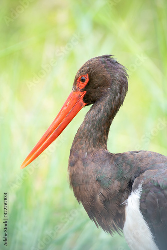 South African birds - A black stork - Ciconia nigra - with green foliage in the background photographed in Kruger National Park in South Africa