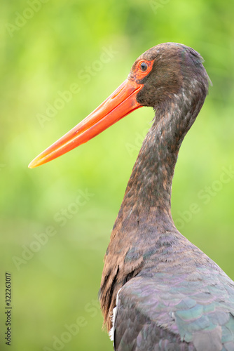 South African birds - A black stork - Ciconia nigra - with green foliage in the background photographed in Kruger National Park in South Africa