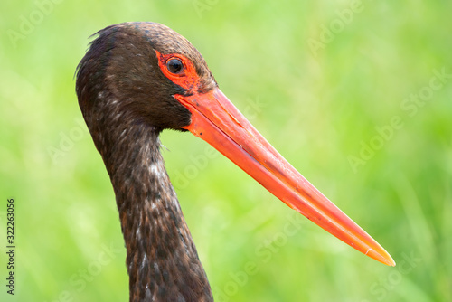 South African birds - A black stork - Ciconia nigra - with green foliage in the background photographed in Kruger National Park in South Africa