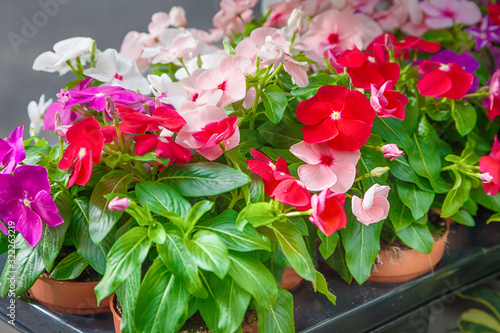 Tableau sur toile Impatiens flower