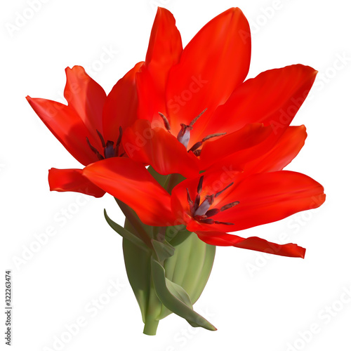 Red tulip with three flowers and leaves, white background, vector, mesh