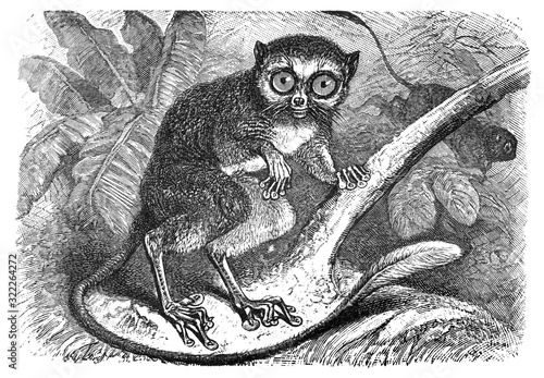 Spectral tarsier (Tarsius spectrum) / Antique illustration from Brockhaus Konversations-Lexikon 1908 photo
