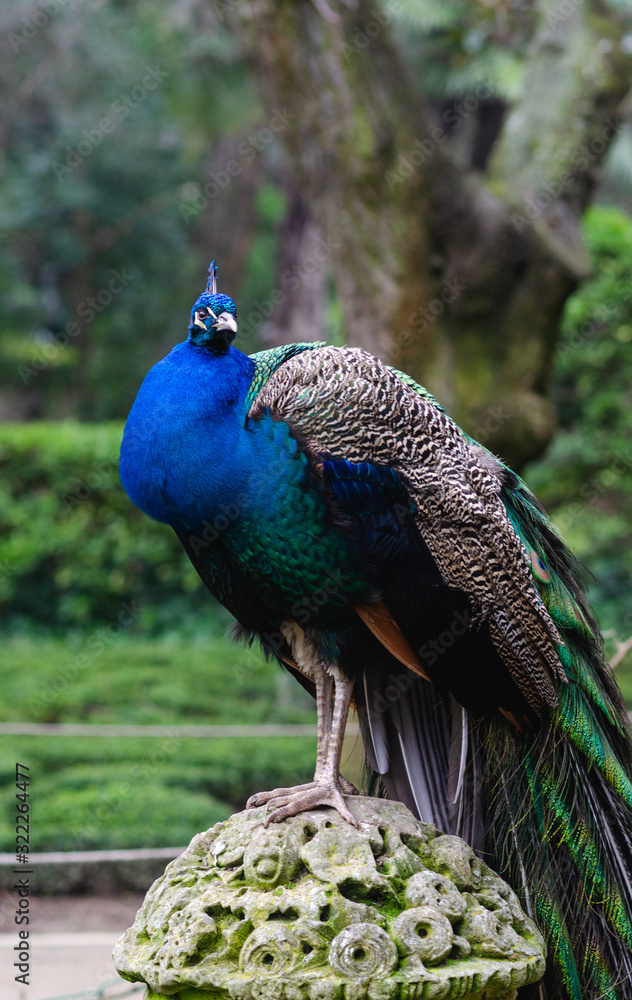 Fototapeta premium Peacock in the Campo Grande park in Valladolid, Spain.