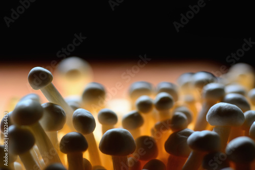 Closeup golden needle mushroom or enoki mushroom