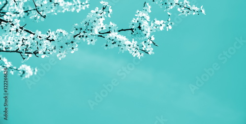 Japanische Kirschblüten in weiß vor türkisen Hintergrund © Zeitgugga6897