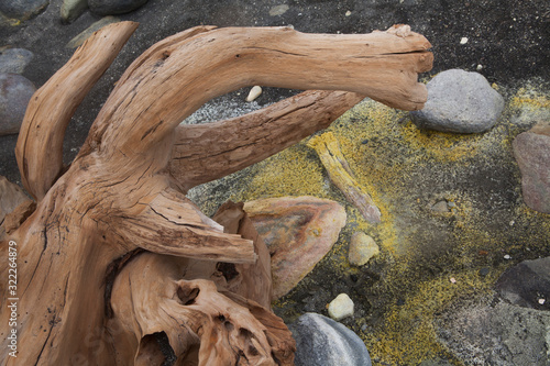 Whakaari / White Island New Zealand active volcano. Moonscape.  Andesite stratovolcano Tree remains photo