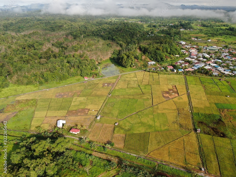 Kuching, Sarawak / Malaysia - February 11, 2020:  A top down aerial view of a paddy field with farmers at work. Located in the Skuduk Village, Sarawak, Malaysia.General scenery of a paddy field, huts,