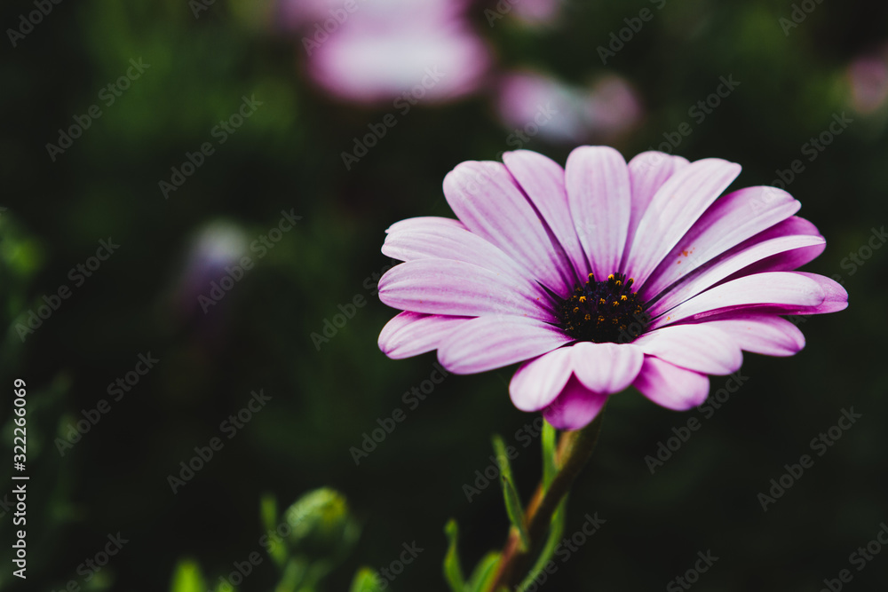 Obraz premium Flor