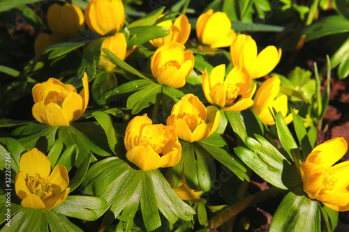 Foto Winter aconite (Eranthis hyemalis) one of the first garden flowers in spring