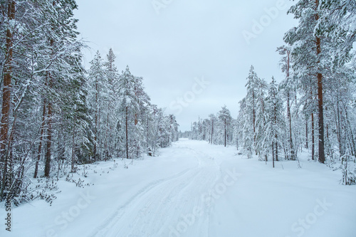Winter landscape. Winter road through a snow-covered forest © filistimlyanin1