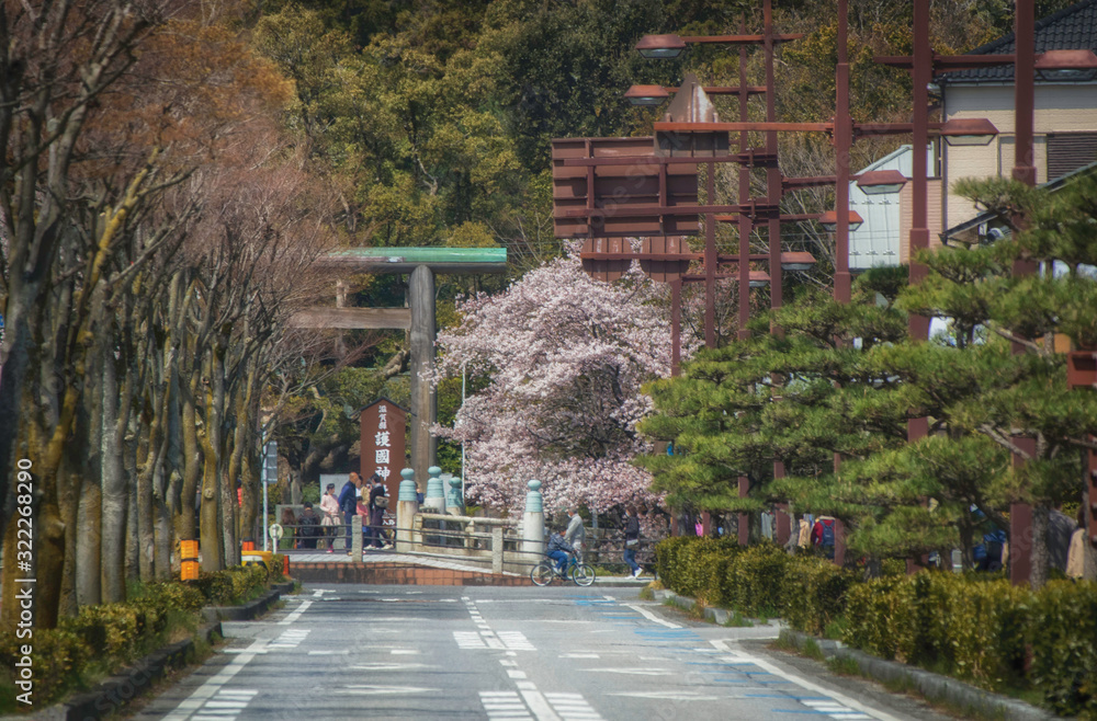 Naklejka premium 滋賀県彦根市の護国神社の鳥居が見える春景色と街並み