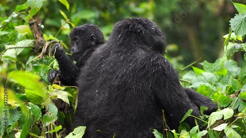 A gorilla with a child is sitting nearby, yawning, turning around and chewing on the young shoots of a bush
