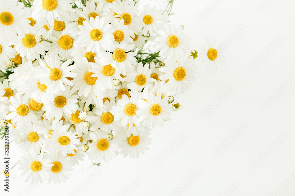 Chamomile daisy flowers on white background.