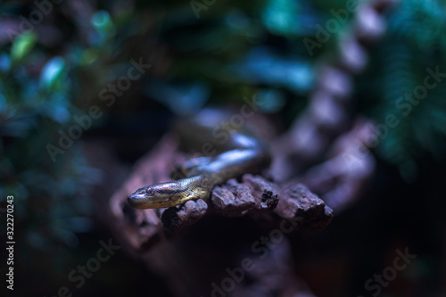 Close up shot of a snake crawling on a dead tree
