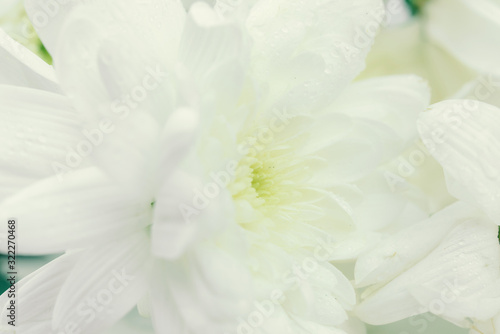 white flower background