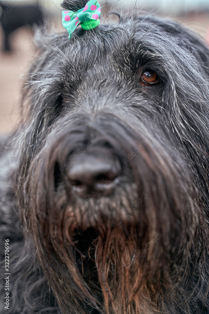 Large Terrier of Zordan black sits on field, feels happy and satisfied. Close-up portrait of dogs muzzle. Walking pet in autumn. Horizontal shot of animal. Walk in fresh air. Large Terrier of Zordan black sits on field, feels happy and satisfied. Close-up portrait of dogs muzzle. Walking pet in autumn. Horizontal shot of animal. Walk in fresh air.