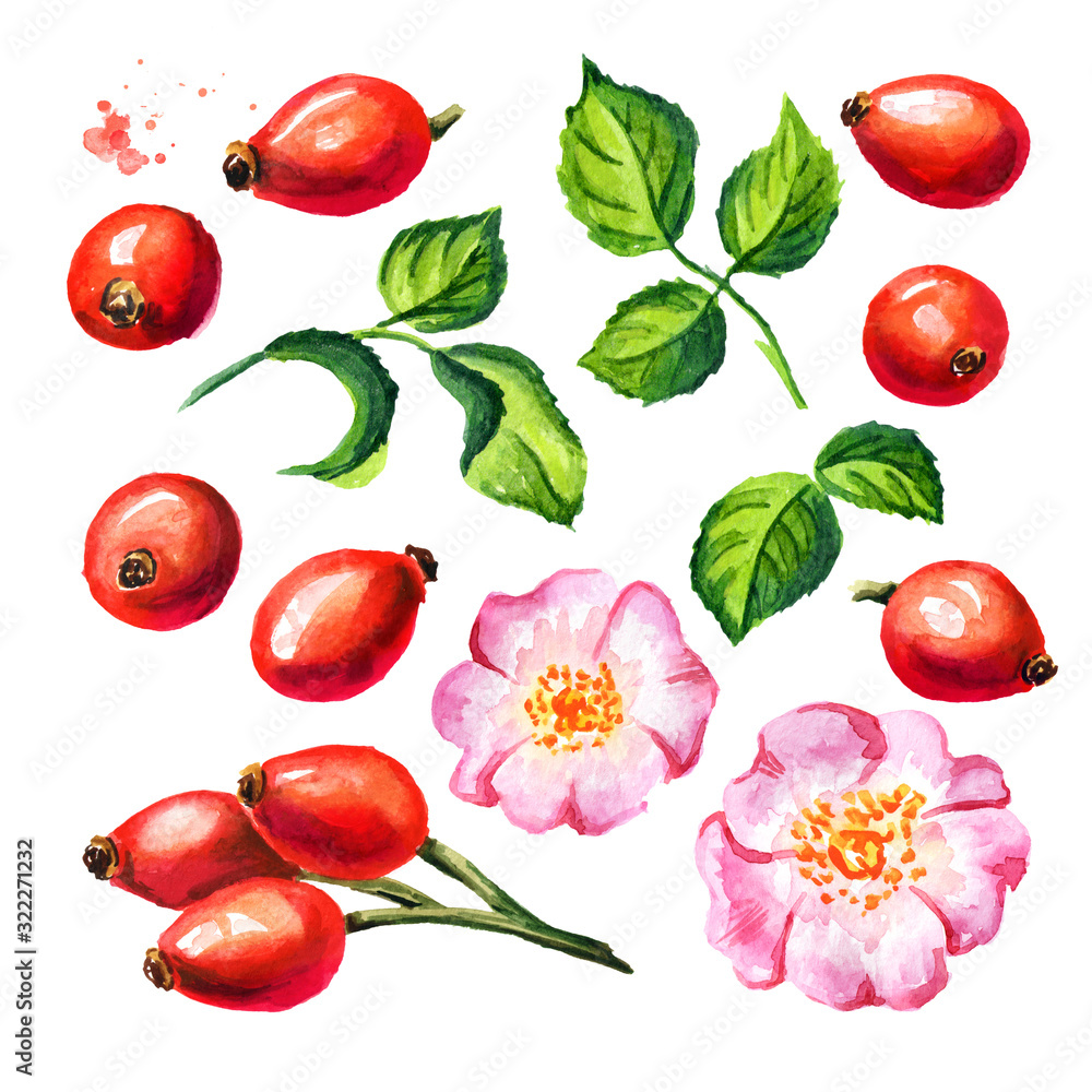 Wild rose with ripe red briar fruit, green leaf and rose flower set. Rosehip. Hand drawn watercolor illustration, isolated on white background Wild rose with ripe red briar fruit, green leaf and rose flower set. Rosehip. Hand drawn watercolor illustration, isolated on white background
