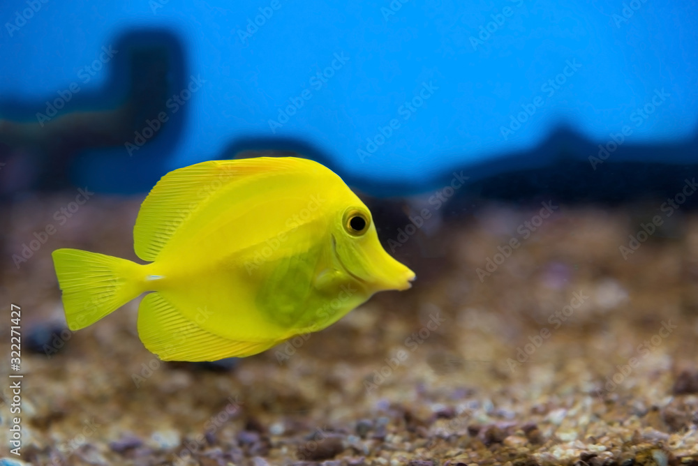 coral reef fishes in the water. beautiful underwater photos coral reef fishes in the water. beautiful underwater photos