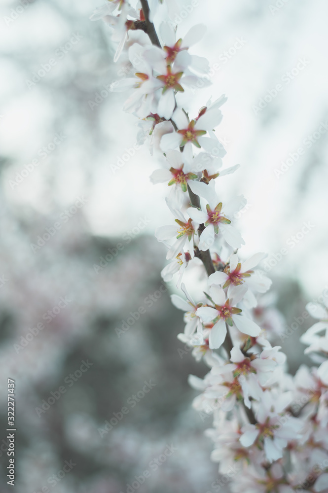 Naklejka premium Blossom spring nature